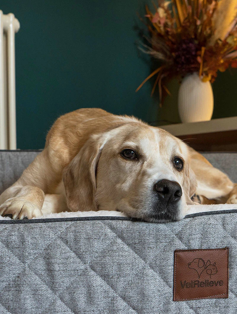 OrthoLuxe Bed for Dogs I Closer Pets