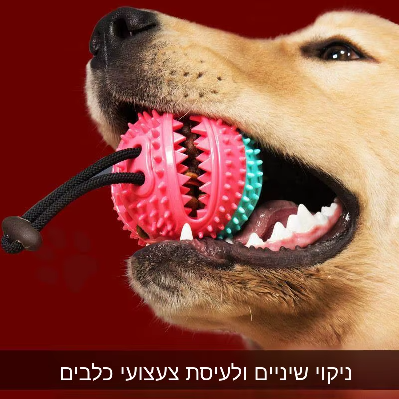 ציוד לחיות מחמד צעצועי כלבים שיניים גומי